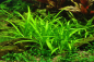 Preview: Flutendes Pfeilkraut - Sagittaria subulata - Tropica 1-2-Grow!