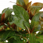 Preview: Rote Sternludwigie - Ludwigia glandulosa