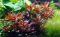 Preview: Rote Sternludwigie - Ludwigia glandulosa