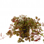 Preview: Kleine tiefrote Ludwigie - Ludwigia palustris "Super Red" -