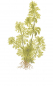 Preview: Blütenstielloser Sumpffreund - Limnophila sessiliflora