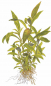 Preview: Thailändischer Wasserfreund - Hygrophila corymbosa "Siamensis", als Zeichnung.
