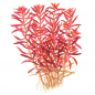 Preview: Rotala rotundifolia "Blood Red" - Tropica 1-2-Grow!