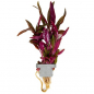 Preview: Alternanthera reineckii 'Pink' - Rosa Papageienblatt