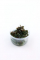 Preview: Bucephalandra 'Kedagang' - Tropica 1-2-Grow!