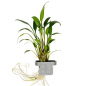 Preview: Willis Wasserkelch - Cryptocoryne x willisii, in der Verpackung.