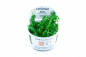 Preview: Rotala rotundifolia "Green" - Tropica 1-2-Grow!