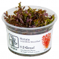 Preview: Rotala rotundifolia "Blood Red" - Tropica 1-2-Grow!