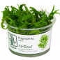 Preview: Hygrophila odora - Tropica 1-​2-Grow!