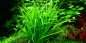 Preview: Helanthium tenellum 'Green' - Tropica 1-2-Grow!