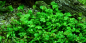 Preview: Marsilea hirsuta, Zwergkleefarn - Tropica 1-2-Grow!