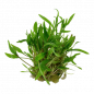 Preview: Cryptocoryne wendtii "Green", grüner Wasserkelch - Tropica 1-2-Grow!