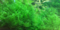 Preview: Taxiphyllum alternans 'Taiwanmoos' - Tropica 1-2-Grow!  