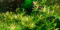 Preview: Rotala rotundifolia 'H'ra' - Tropica 1-2-Grow!