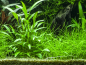 Preview: Willis Wasserkelch - Cryptocoryne x willisii, in Seitenansicht.