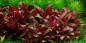 Preview: Alternanthera reineckii 'Mini' - Tropica 1-2-Grow!