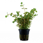 Preview: Rundblättrige Rotala - Rotala rotundifolia