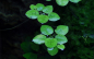 Preview: Limnobium laevigatum, Froschbiss - Tropica 1-2-Grow!
