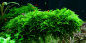 Preview: Vesicularia montagnei Christmasmoos - Tropica 1-2-Grow!
