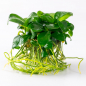 Preview: Anubias barteri var. nana - Zwergspeerblatt - Tropica 1-​2-Grow!