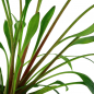 Preview: Willis Wasserkelch - Cryptocoryne x willisii,  von oben.