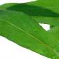 Preview: Thailändischer Wasserfreund - Hygrophila corymbosa "Siamensis", Nahaufnahme der Blätter.