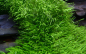 Preview: Utricularia graminifolia - Tropica 1-2-Grow!