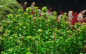 Preview: Rotala indica "Bonsai" - Tropica 1-2-Grow!