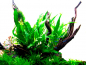 Preview: Schmalblättriger Javafarn - Microsorum pteropus 'Narrow', ohne Verpackung.