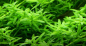 Preview: Rotala rotundifolia "Green" - Tropica 1-2-Grow!