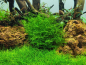 Preview: Leptodictyum riparium - Tropica 1-​2-Grow!