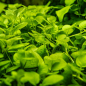 Preview: Hygrophila serpyllum - Tropica 1-2-Grow!