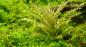 Preview: Pogostemon helferi, kleiner Wasserstern - Tropica 1-2-Grow!