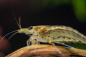 Preview: Amanogarnele - Caridina multidentata - XL  4 - 6 cm 