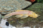Preview: Goldener Antennenwels - L 144 - Ancistrus sp. albino