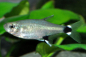 Preview: Augenflecksalmler - Aphyocharax paraguayensis