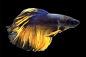 Preview: Kampffisch Männchen - Betta splendens