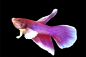 Preview: Kampffisch Männchen - Betta splendens