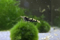 Preview: Black Galaxy Garnele – Taiwan Bee Caridina sp.