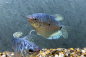 Preview: Blauer Fadenfisch – Trichogaster trichopterus