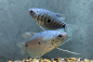 Preview: Blauer Fadenfisch – Trichogaster trichopterus