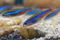 Preview: Blauer Neon - Paracheirodon simulans