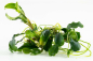 Preview: Bucephalandra pygmaea 'Bukit Kelam' von Tropica im Aquarium
