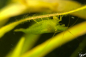 Preview: Giftgrüne Garnele - Caridina babaulti