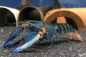 Preview: Blauer Tigerkrebs – Cherax alyciae Blue Kong -  Ehem. Cherax peknyi Blue Kong