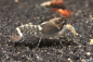 Preview: Blauer Tigerkrebs – Cherax alyciae Blue Kong -  Ehem. Cherax peknyi Blue Kong