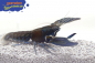 Preview: Blauer Papua-Flusskrebs - Cherax communis