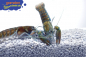 Preview: Blauer Papua-Flusskrebs - Cherax communis