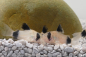 Preview: Panda Panzerwels - Corydoras panda