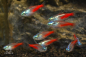 Preview: Neon Tetra Diamant – Paracheirodon innesi – Diamant-Neonsalmler